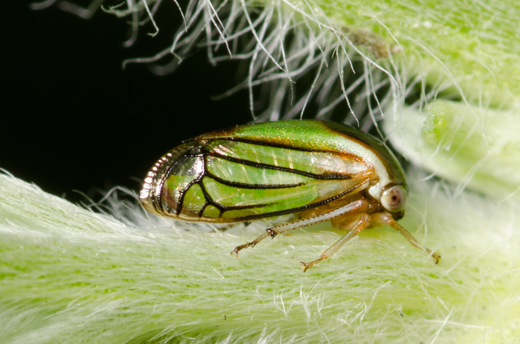 Acutalis tartarea