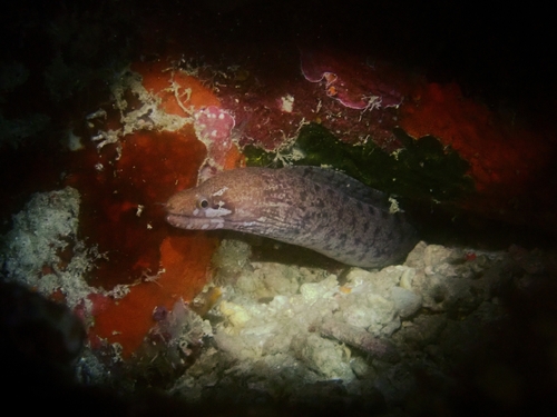 Gymnothorax zonipectis observed 2026-09-12