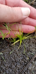 Eriocaulon koernickianum