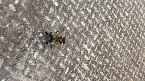 bright-spotted groundbug