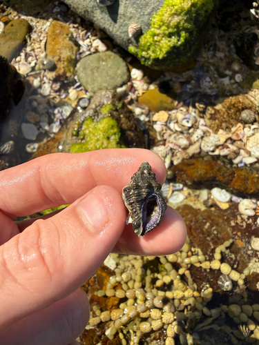 Drupella margariticola observed 2026-09-13