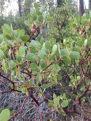 Arctostaphylos patula