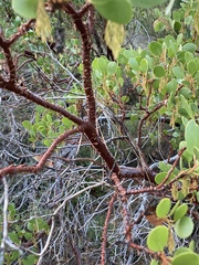 (c) Adam J. Searcy, some rights reserved (CC BY) Arctostaphylos patula, photograph (c) Adam J. Searcy, some rights reserved (CC BY)