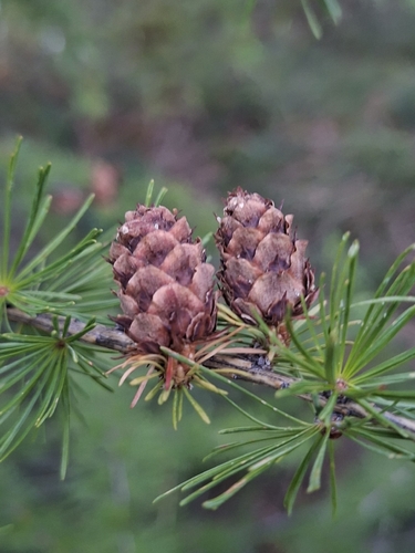 European larch