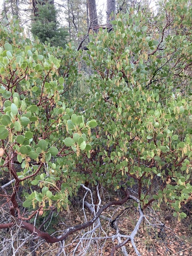 Arctostaphylos patula, photograph 4