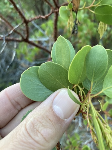 Arctostaphylos patula, photograph 5