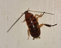 Periplaneta brunnea