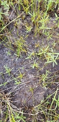 Eriocaulon koernickianum