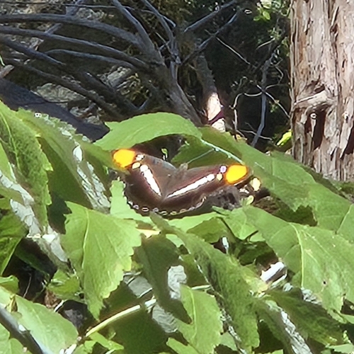 iNaturalist observation photo of California Sister