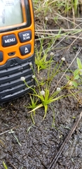 Eriocaulon koernickianum