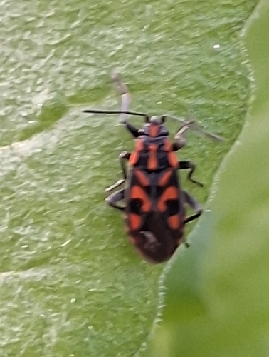 Spilostethus saxatilis
