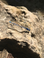 Argia nahuana