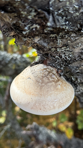 birch polypore
