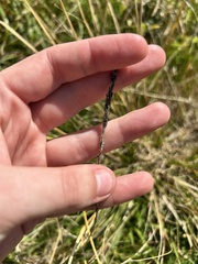 Sporobolus africanus