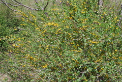 Berberis hispanica