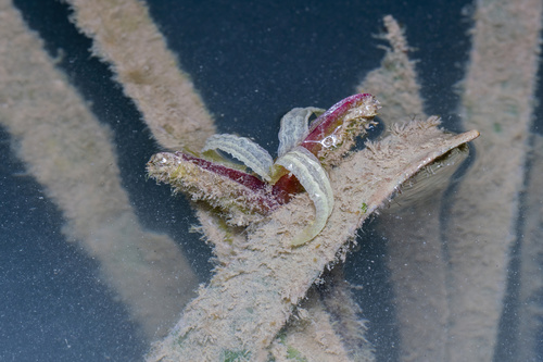 Enhalus acoroides observed 2026-09-12
