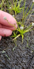Eriocaulon koernickianum