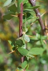 Berberis hispanica