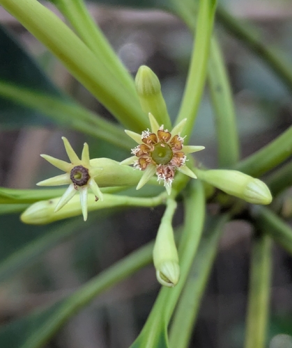 Bruguiera parviflora observed 2026-08-01