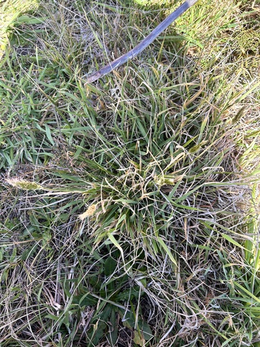 Anthoxanthum odoratum, photograph 5