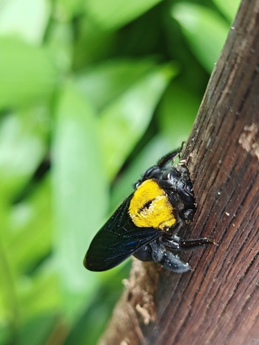 White-cheeked Carpenter