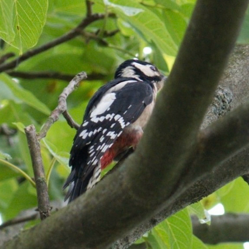 Great Spotted Woodpecker