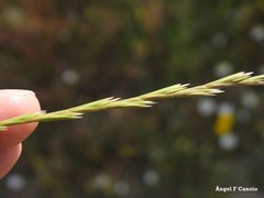 Lolium rigidum