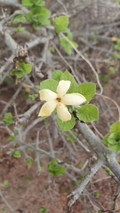 Randia echinocarpa