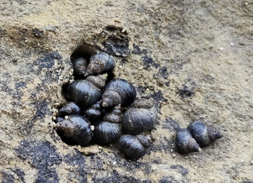 Austrolittorina cincta observed 2026-09-14