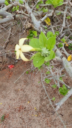 Randia echinocarpa, photograph 2