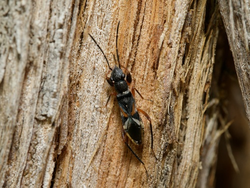 Daerlac cephalotes, 2026-09-12