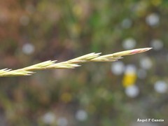 Lolium rigidum