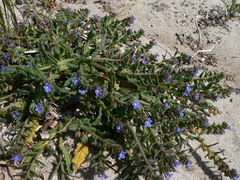 Anchusa crispa