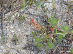 Rumex bucephalophorus