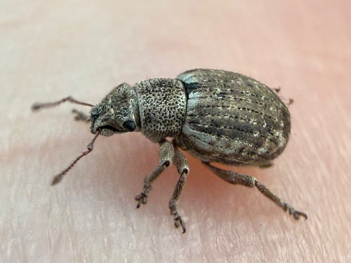 Strophosoma capitatum