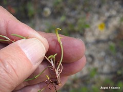 Rumex bucephalophorus