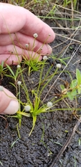 Eriocaulon koernickianum
