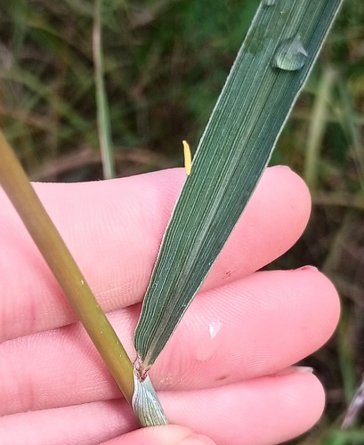 Sorghastrum elliottii, photograph 4