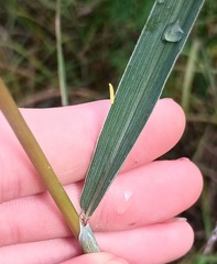 (c) Raven Dandridge, some rights reserved (CC BY) Sorghastrum elliottii, photograph (c) Raven Dandridge, some rights reserved (CC BY)