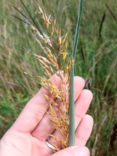Sorghastrum elliottii, photograph 1