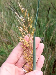 Sorghastrum elliottii