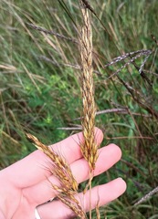 (c) Raven Dandridge, some rights reserved (CC BY) Sorghastrum elliottii, photograph (c) Raven Dandridge, some rights reserved (CC BY)
