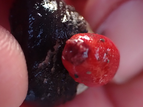 Red Sponge Dorid