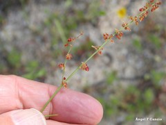 Rumex bucephalophorus