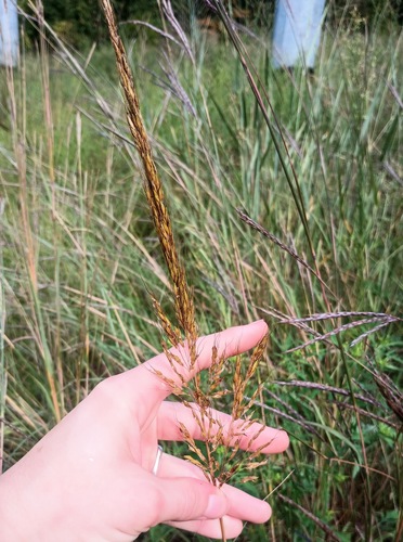 Sorghastrum elliottii, photograph 3