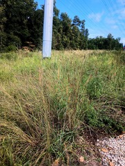 (c) Raven Dandridge, some rights reserved (CC BY) Sorghastrum elliottii, photograph (c) Raven Dandridge, some rights reserved (CC BY)