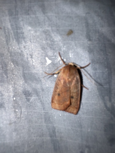 Pointed Sallow