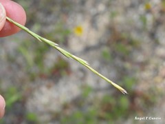 Lolium rigidum