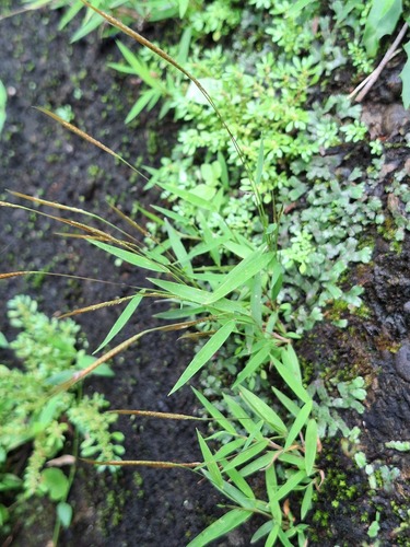 Pogonatherum crinitum observed 2026-09-12