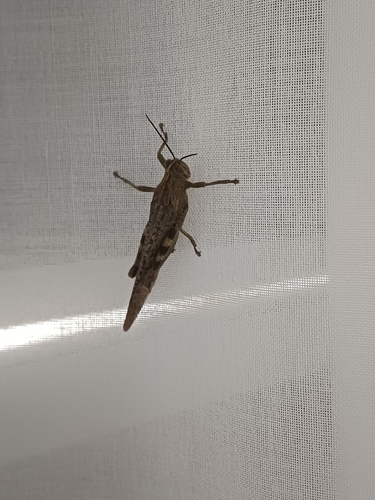 Egyptian Bird Grasshopper